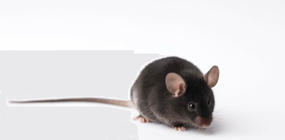 Animal:Yzozt5bfcfa= Baby:94lig1rfp6s= Mouse