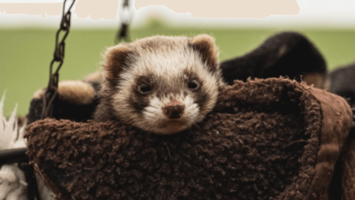 Baby: 4bjhvjbhxrc = Ferret