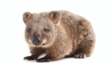 Baby:_083uebw6ow= Wombat