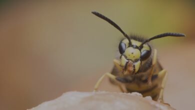 Expert Wasp Extermination