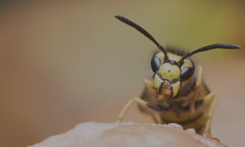 Expert Wasp Extermination