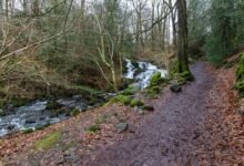 omega flow market path