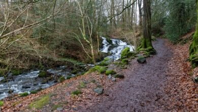 omega flow market path