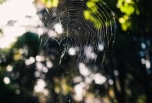 web entity classification and noise detection file