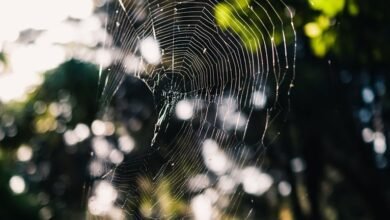 web entity classification and noise detection file