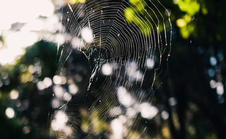 web entity classification and noise detection file
